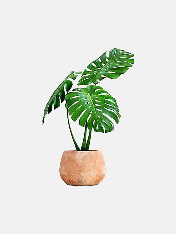 Lorem ipsum book seven